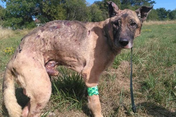 Le chien Fudji est mort brûlé après avoir été aspergé de liquide inflammable en août 2018, en Saône-et-Loire.