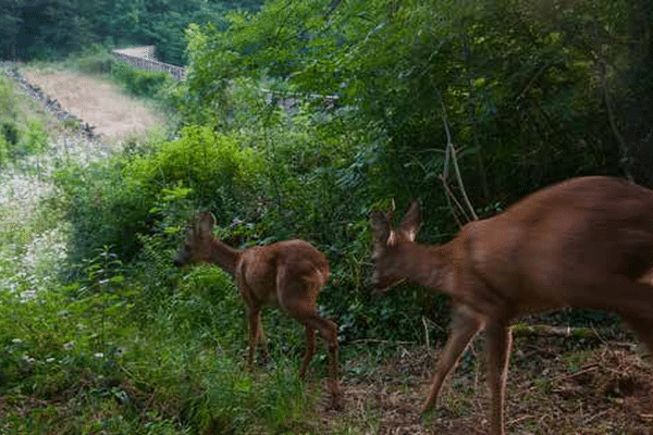 Plus l'écopont sera isolé du bruit et de la lumière, plus les animaux l'emprunteront.