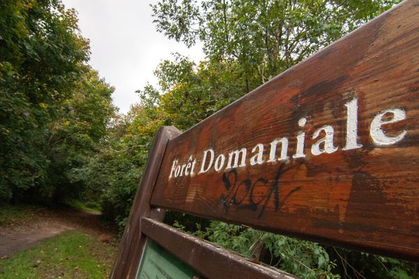 La forêt domaniale de Saint-Germain en Laye