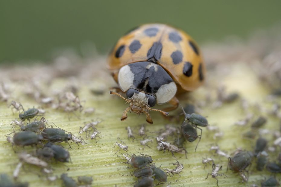 3 choses savoir sur la coccinelle asiatique cette esp ce qui