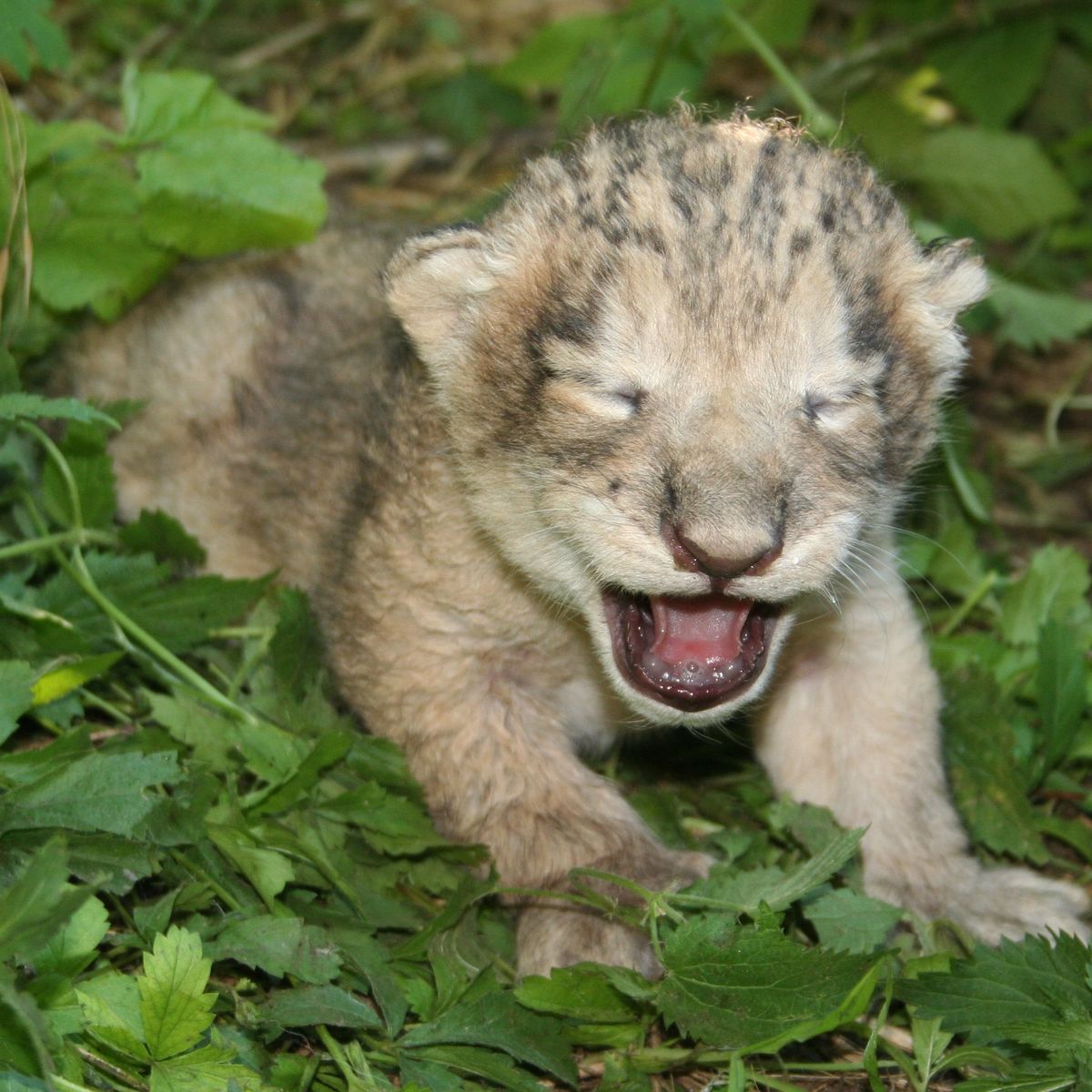 Naissance Rare D Un Lionceau D Asie Au Zoo De La Citadelle De Besancon