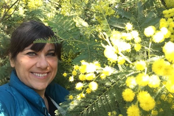 Déferlante d'or jaune en Vallespir. Elsa Panadès, dans un champ de mimosa à Céret.