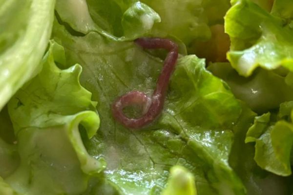 Vers de terre retrouvés dans l'assiette d'un élève mangeant à la cantine du Campus International de Valbonne.