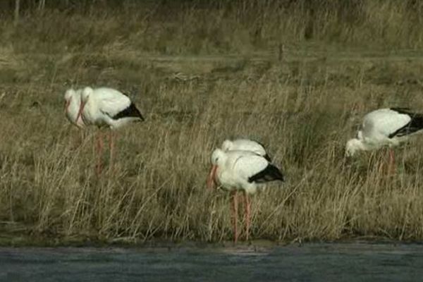 Les oiseaux du Parc du Marquenterre dans la Somme