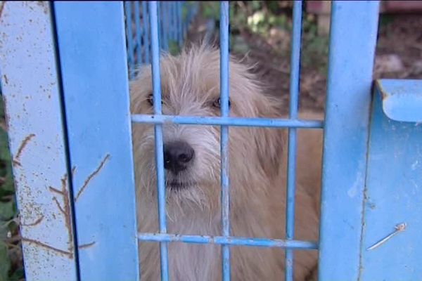 L'été est une période propice aux abandons d'animaux domestiques