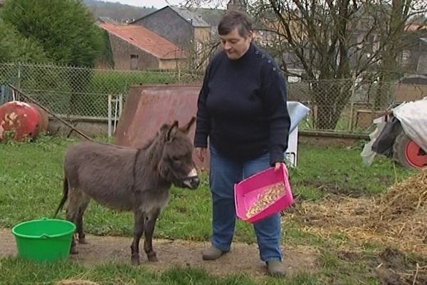 Petits mais gourmands ! Ces ânes nécessitent autant d'attention que les races dont la taille est plus conventionnelle.