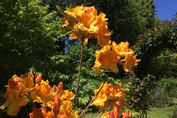 Les rosiers ne sont pas encore en fleurs, mais d'autres les précèdent.