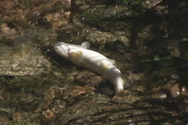 Pollution de la Savoureuse : de nombreux poissons morts