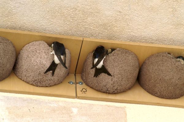 Les oiseaux cavernicoles souffrent de la canicule