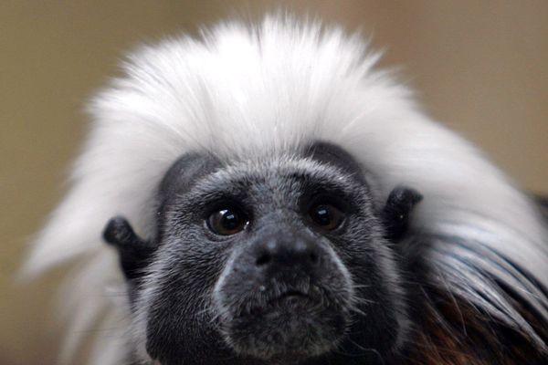 Le tamarin pinché, originaire de Colombie, est classée en danger critique d'extinction.