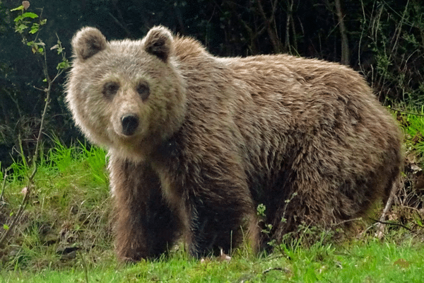 Barny, un jeune ours mâle de deux ans et demi, confondu par son ADN, a osé à plusieurs reprises s'approcher de l'homme.