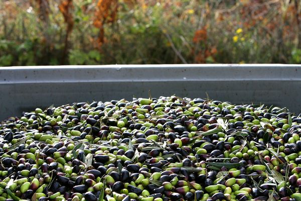 Le salon Sitevie met à l'honneur la viticulture et l'oléiculture.