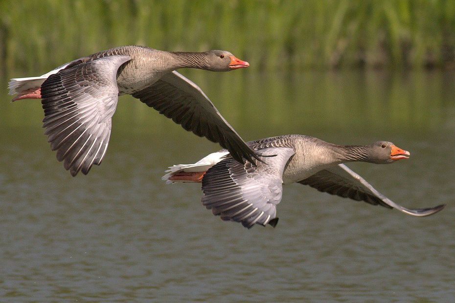 two cases of avian influenza discovered