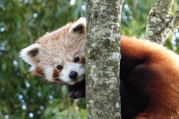 Près de 400 espèces animales ont pu voir leur statut de menace diminuer grâce au travail des parcs zoologiques.