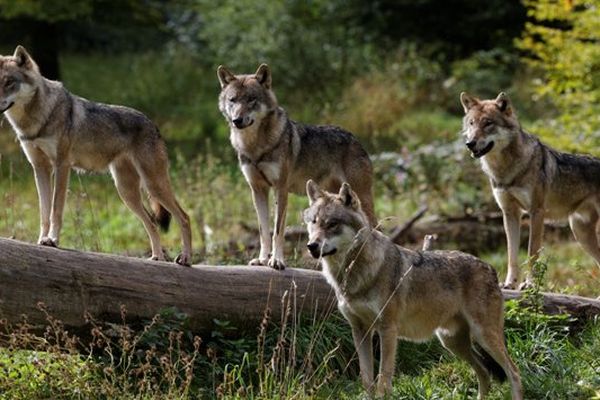 les loups gris du parc de Sainte-Croix