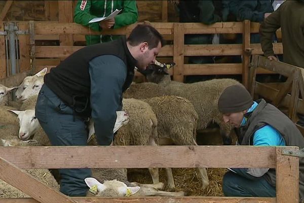 Corentin, 20 ans, participe pour la sixième fois aux Ovinpiades.