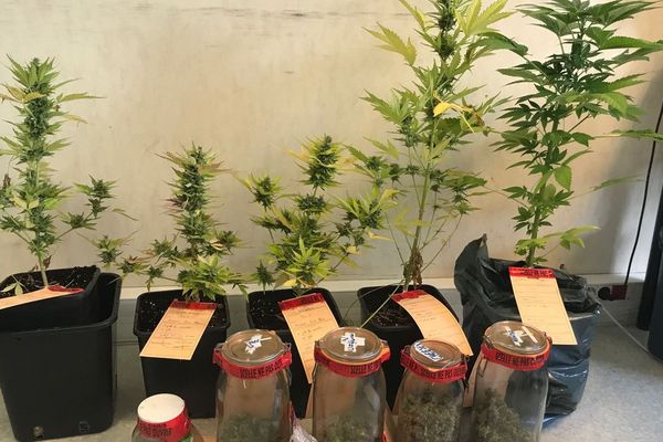 Des gendarmes ont découvert des plants de cannabis dans un jardin à Dijon