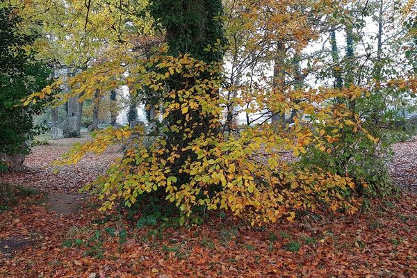 Arbres d'automne à Pleslin