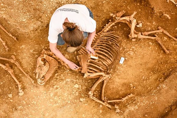 Une dizaine de tombes d'animaux ont été découvertes à Villedieu-sur-Indre (Indre) à l'issue de fouilles préventives - mai 2024