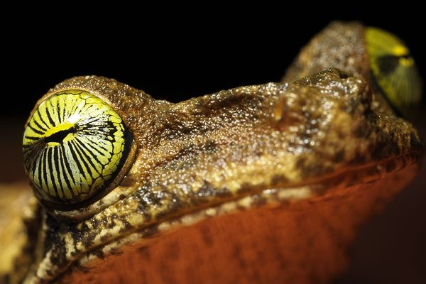 Un temps pour les grenouilles.