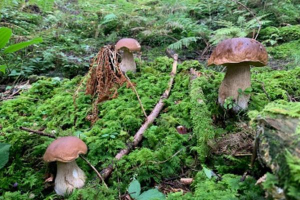 Champignons en forêt