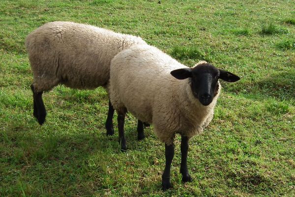 Le Suffolk, une race ovine originaire du Royaume-Uni