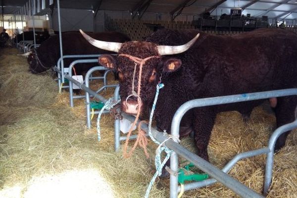 Fabio, un beau mâle Salers qui pèse une tonne, a pris ses quartiers dans le hall Bovins du Sommet de l'élevage 2013 à Cournon d'Auvergne.