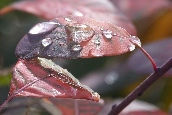 Décor d'automne