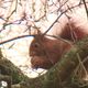 Les écureuils font leur nid en haut de grands arbres, leur habitat est à préserver.