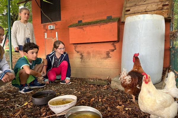 En semaine, ce sont les enfants de l'école primaire de Mâlain, qui prennent soin des poules.