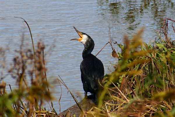 La Saône-et-Loire accueille une population de 2200 cormorans, selon les derniers chiffres