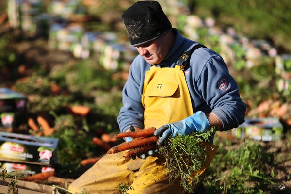 Le procès des 14 producteurs de carottes de Créances s'est ouvert dans la Manche mercredi 19 mai 2021.