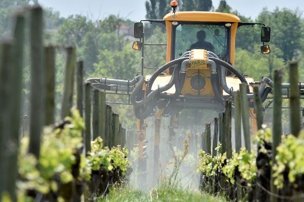 Les pesticides utilisés massivement dans les vignes changent le goût du vin d'après le scientifique G.E Séralini