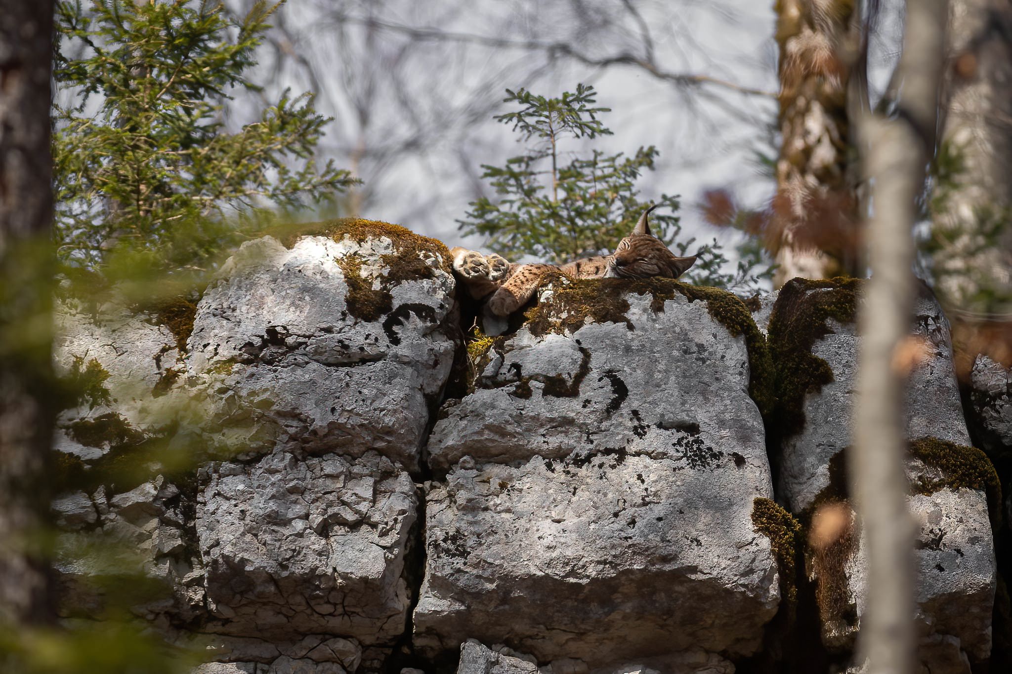 Aucunement dérangé par la présence de la photographe, le lynx se repose en toute quiétude.