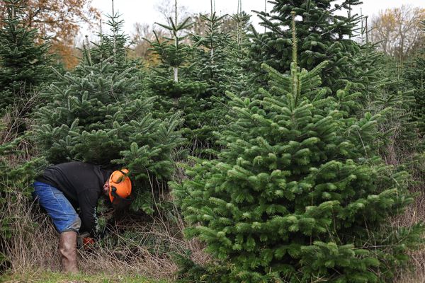 Les sapins sont cultivés sur de grandes parcelles pour être mis en vente.