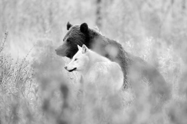 Une des photos de l'exposition "Terre de loups" d'Olivier Larray et Yves Fagniart