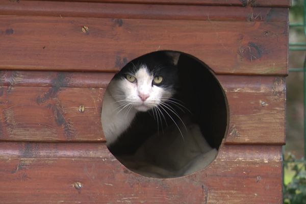 Une quinzaine de chats y trouvent refuge