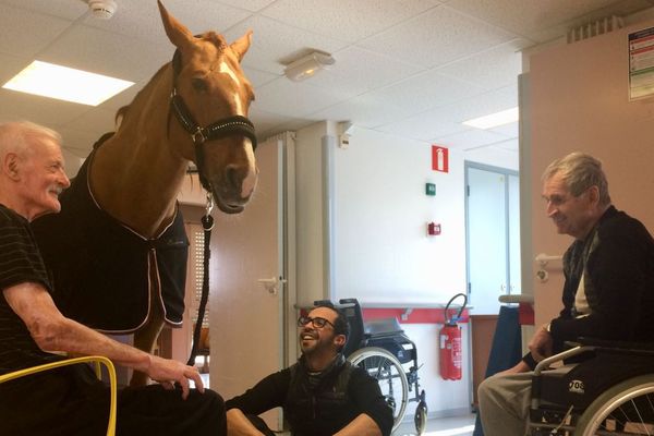 Le cheval Peyo lors d'une précédente visite à l'Ehpad de Dijon. 