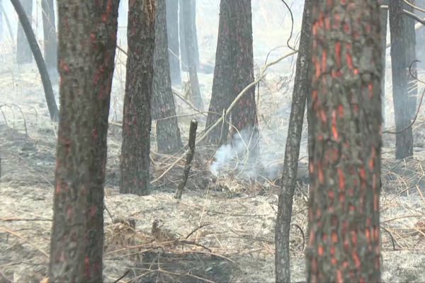 L'incendie a ravagé près de 120 hectares de végétation à une vingtaine de kilomètres au nord est de Bordeaux