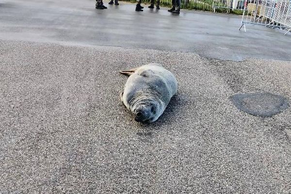 Un phoque, d'environ 200 kilos, se repose actuellement sur la digue de Neufchâtel-Hardelot.