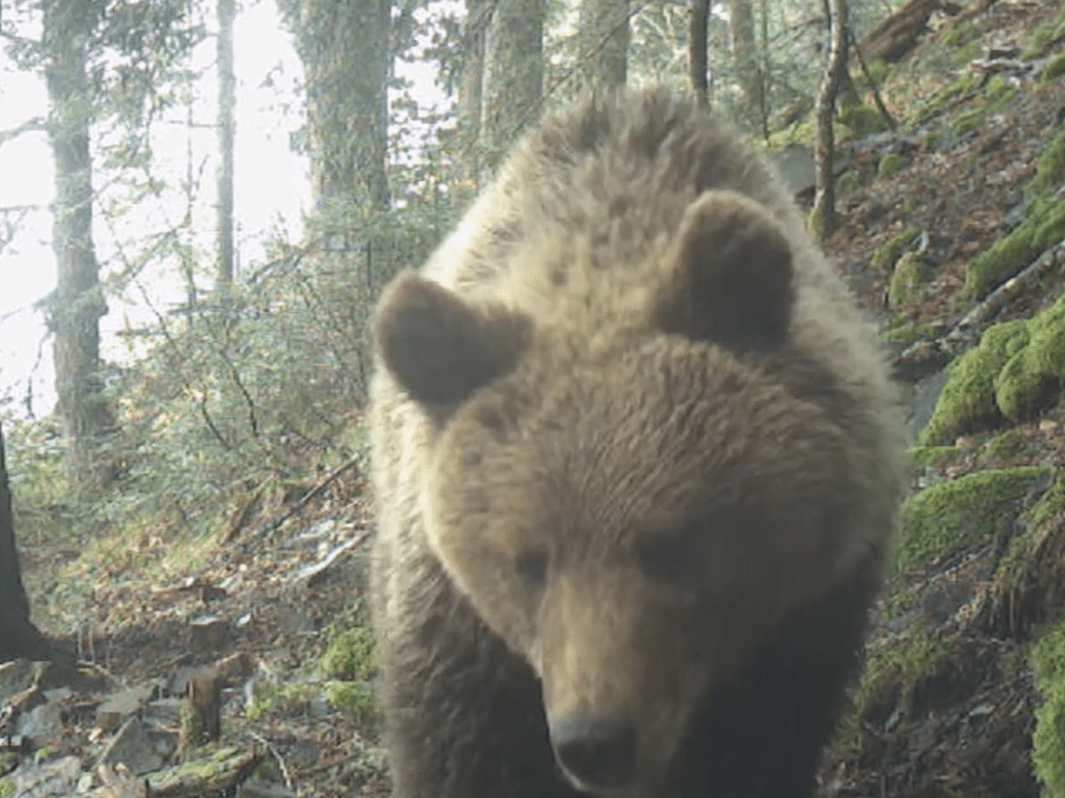 L'ours brun des Pyrénées  Portail des parcs nationaux de France