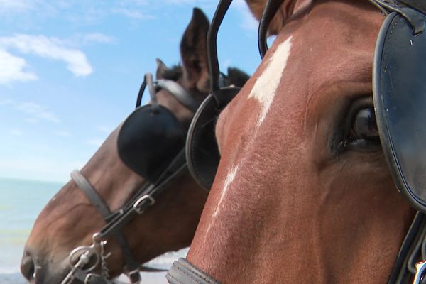 La Route du Poisson, cette course mythique de chevaux de traits, revient après 10 ans d'absence.