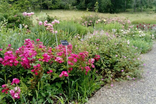 Le Jardin botanique du Grand Nancy et de l'Université de Lorraine, en ce mois de juin 2020