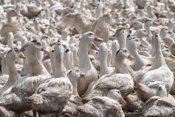 12 000 canards abattus dans un élevage de Sèvremont en Vendée, photo d'illustration