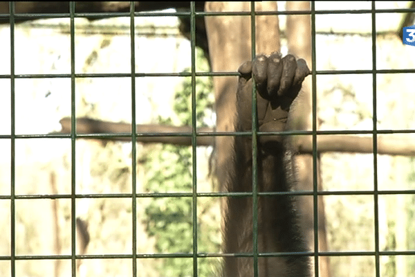 Le refuge de l'Arche une main tendue pour les animaux en détresse