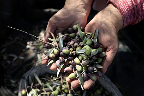 30 tonnes d'olives non-conformes ont été saisies par les douanes.