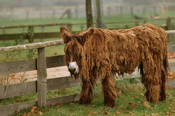 Le baudet du Poitou 