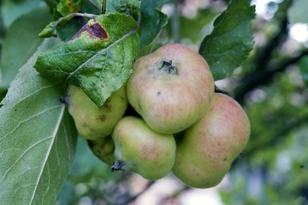 Des pommes non traitées par des pesticides et donc aux formes un peu atypiques