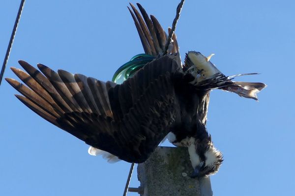 Le balbuzard pêcheur s'est électrocuté en haut d'un poteau situé sur la commune de Locoal-Mendon dans le Morbihan.