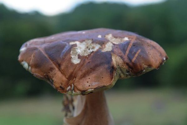 Le cèpe, le grand absent de la saison